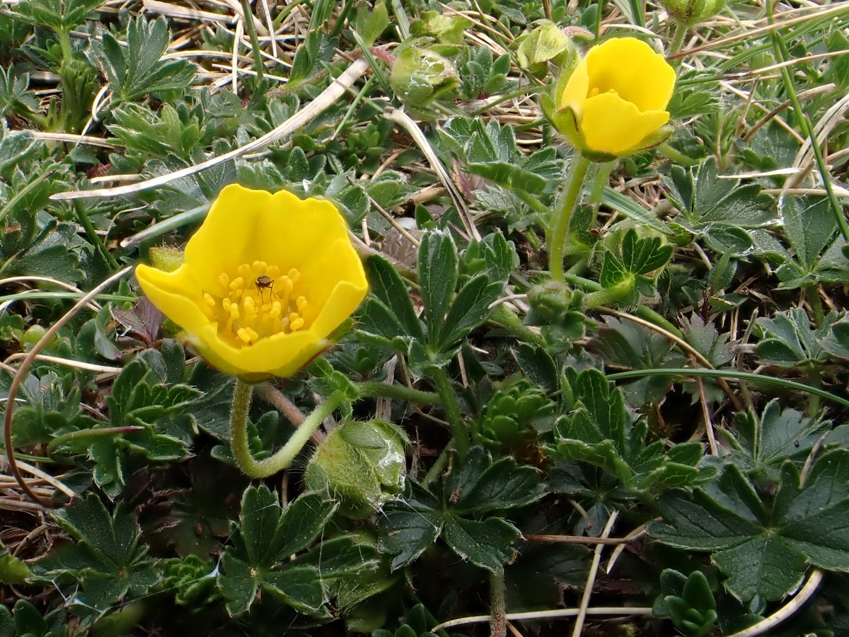 Spring Cinquefoil I think, on Humphrey Head, Cumbria. New to me. #wildflowerhour @BSBIbotany