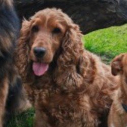 #LOST #DOG PENNY Adult #Female #CockerSpaniel Ginger Wearing Collar & I.D. #Spayed #Missing from Mapletoft Avenue #Mansfield #Woodhouse #NG19 Central Sunday 12th May 2024 #DogLostUK #Lostdog #ScanMe doglost.co.uk/dog/192142