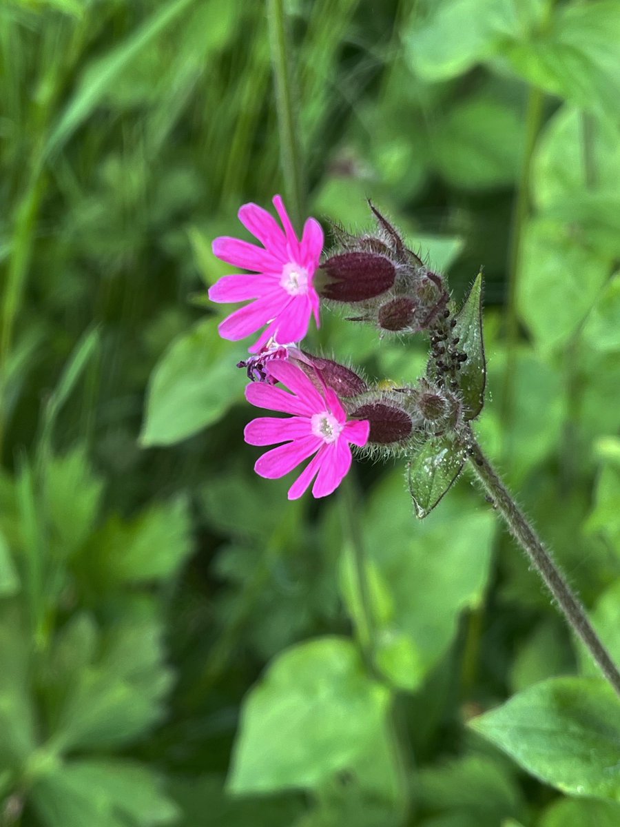 The #PinkFamily for #wildflowerhour from East Sussex … Sea Campion ‘Silene uniflora’, Greater Stitchwort ‘Stellaria holostea’, Ragged Robin ‘Lychnis flos-cuculi’ & Red Campion ‘Silene dioica’ ♥️