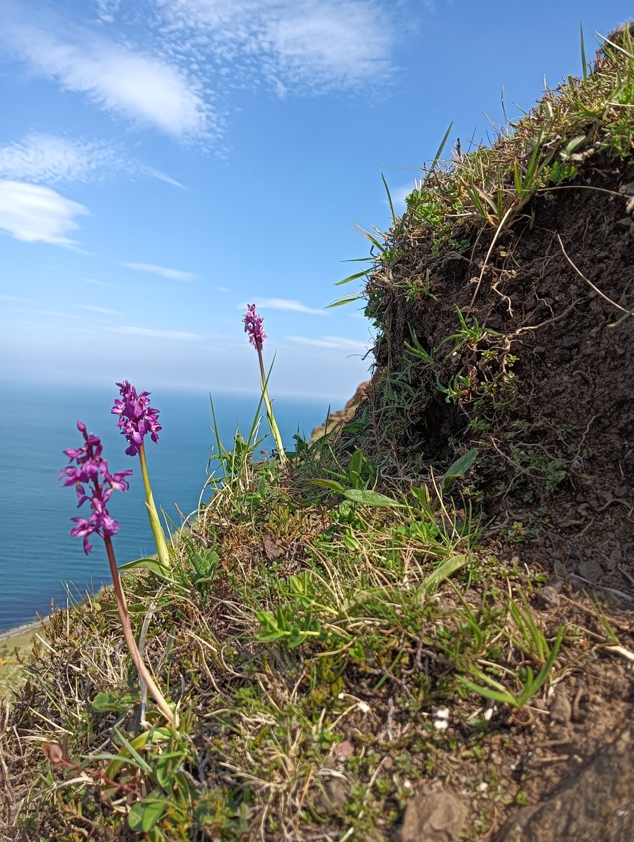 Early purple #orchids #wildflowerhour