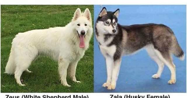 #StolendogHour “Zala and Zeus are never out of my mind. They're both a lot older now, Zeus may be more cream colour than white. Zala will be much paler/grey than black&white “ #STOLEN #Barnsley 22/12/16 @findzalaandzeus @JacquiSaid @thedogfinder @RachaelB100 @alid2912 @bs2510