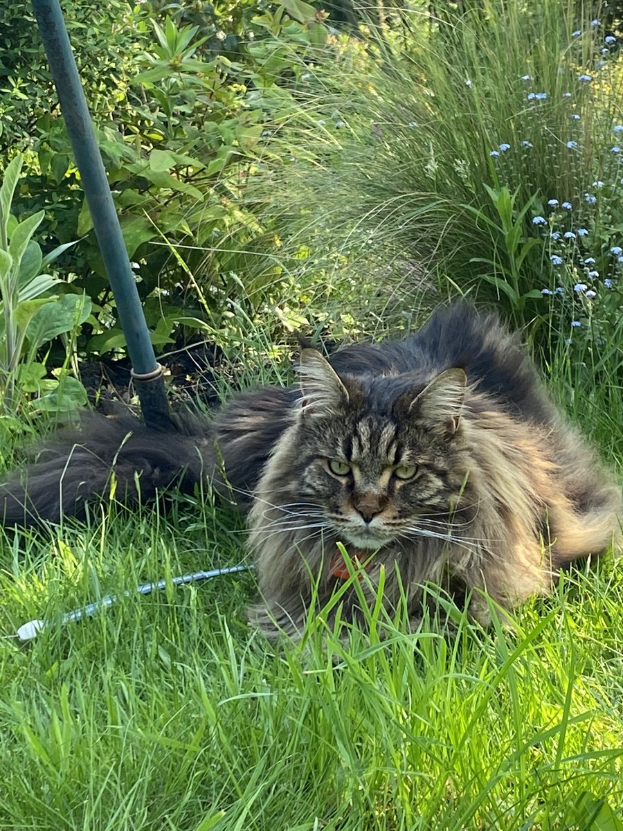 Feeling like a tiger in the jungle. Maybe a little bit of grass cutting here, please?! 😺
#cats #CatsOfTwitter