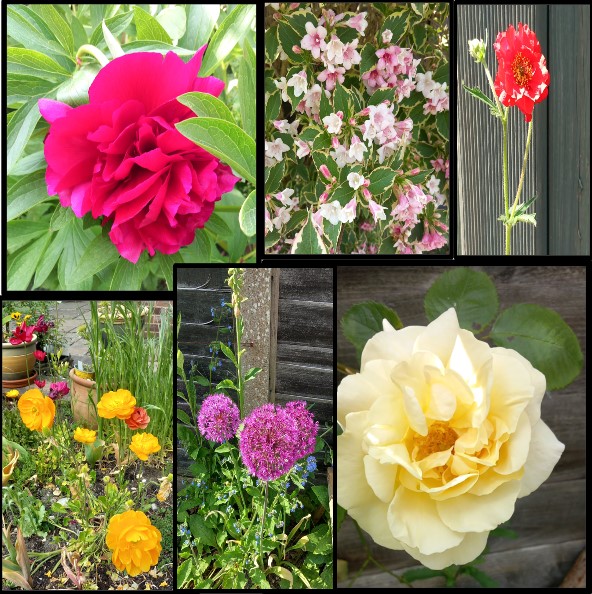 🌺Garden Beauties From My Hampshire Garden For #MondayBlogs  #GardeningX #GardeningIsMyTherapy 

wp.me/p2Eu3u-ktK