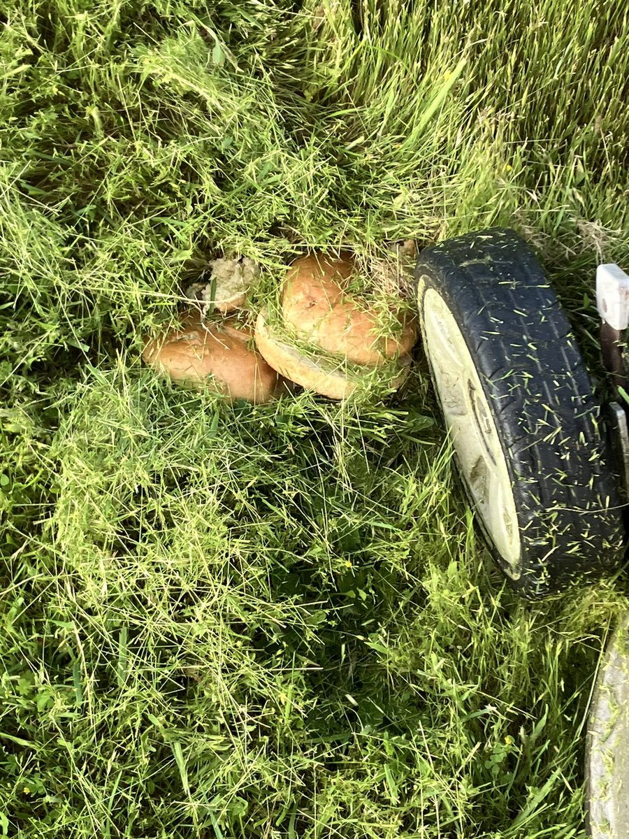 why is there a hamburger bun in the grass (i was lawnmowing)