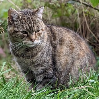 (Janet) Sometimes I see Amanda running past my plot. She follows Colin to his plot and stays with him for ages. I'm not like that. I love Betty and Colin but I love my own company too. I know some humans think I'm strange but it's just the way I am.Are there other cats like me?