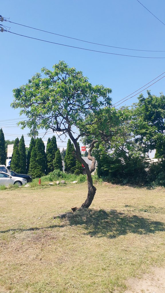 千代田荘のボサボサの木を梅木を残して伐木しました✨