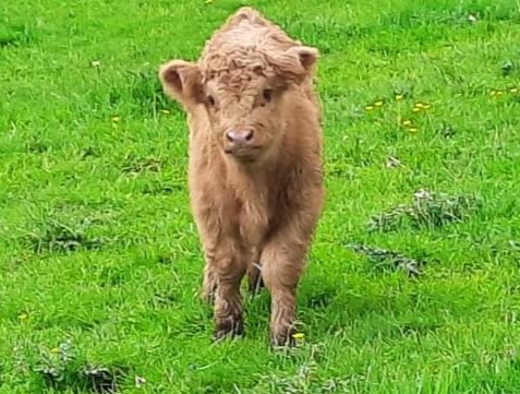 Llanblogger - news from Llangollen: Police seek information on stolen two-day-old calf llanblogger.blogspot.com/2024/05/police…