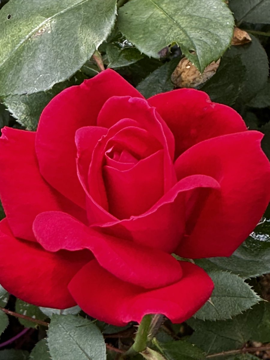 Happy Magenta Monday everyone hope you have a wonderful day.#MagentaMonday #GardeningX #RoseonX #RoseADay #FlowerOfX