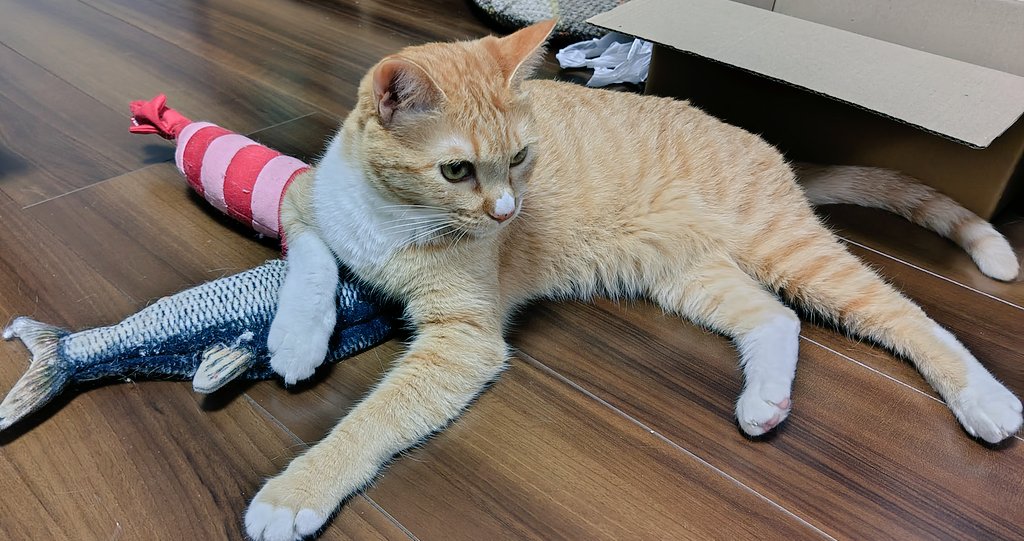 飼い主がSNS向いてなさすぎてめちゃくちゃ放置してましたがみお元気です！
今月4歳になりました！