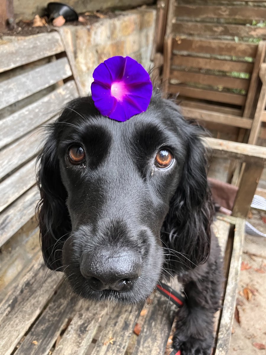 I haz not got many pikchurs that I could use but this is my #FloofHeadsforCleo Iz floof called Morning Glory &amp; Cleo made our mornings brighter 💔 🕯️