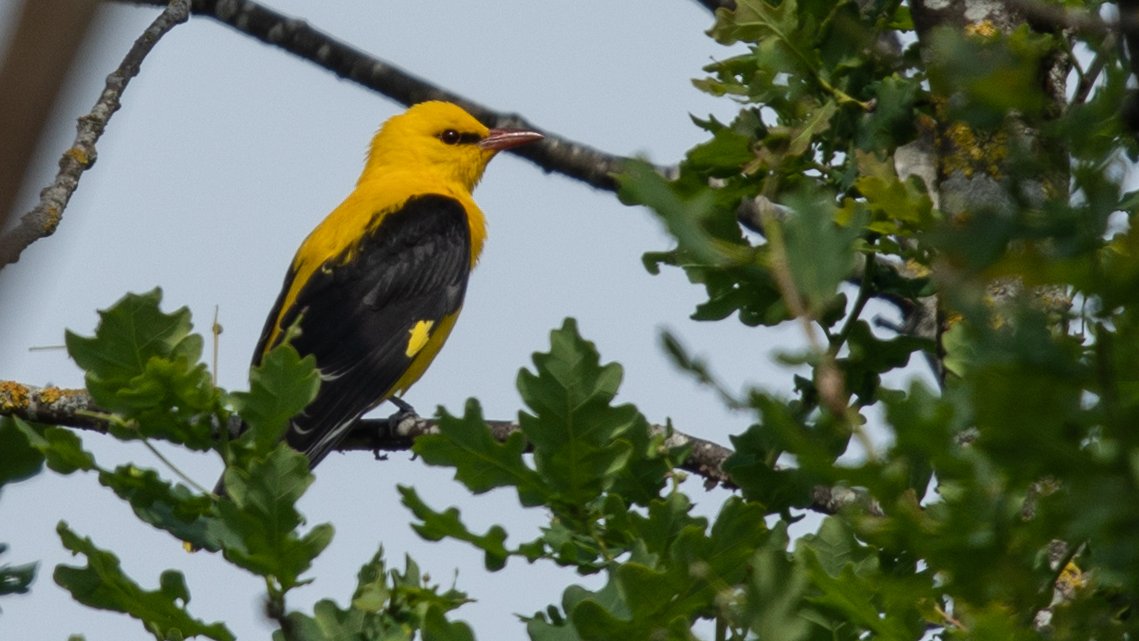 BirdLifeLU's tweet photo. Farbenprächtiger #Brutvogel: Der #Pirol lebt nur 3 Monate bei uns, bevor er wieder nach Afrika zieht. Oft macht er sich mit seinem wohlklingenden #Gesang bemerkbar. Einige Sänger sind auch bei uns zu hören, aktuell in #Inwil, #Rotsee, #Mauensee und #Wauwilermoos. © R. Hangartner https://t.co/udegMAm1t3