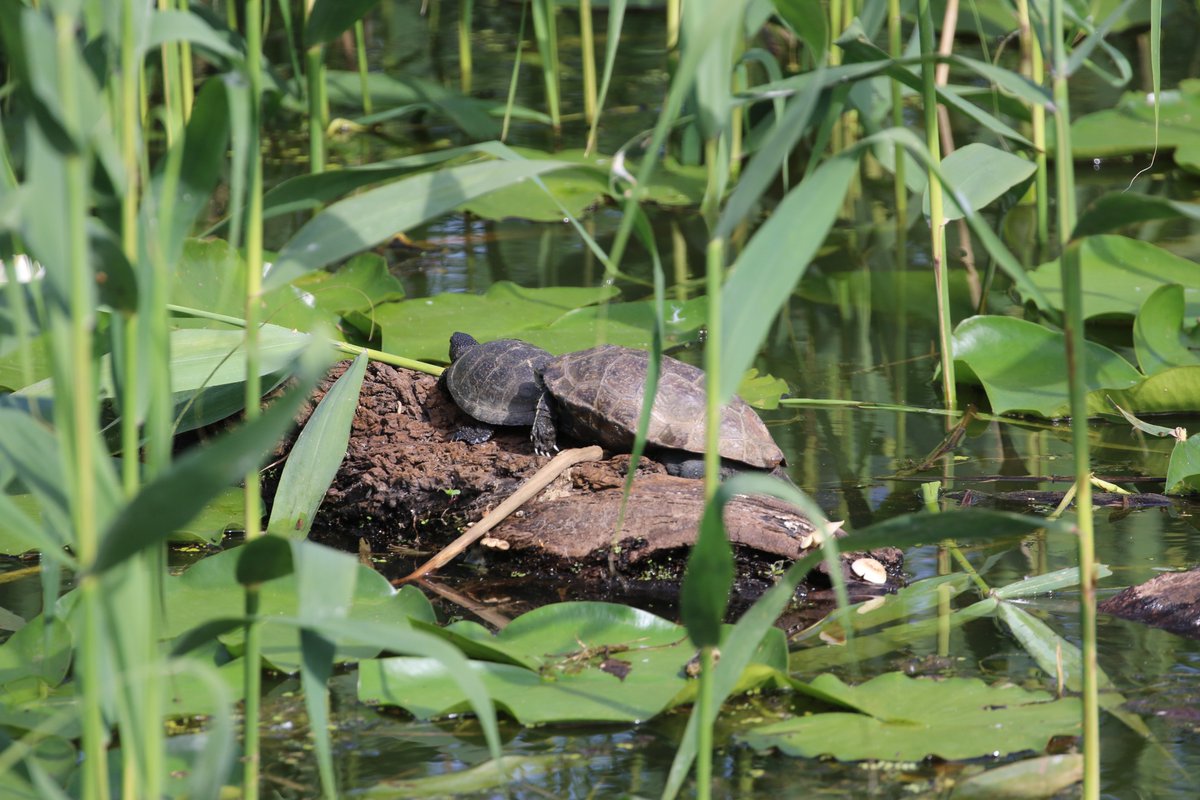 #Terrapins basking in the sunshine! @justmenature @Natures_Voice @Team4Nature @SwallowBirding  #NaturePhotography #terrapin #reptile @VisitGreecegr