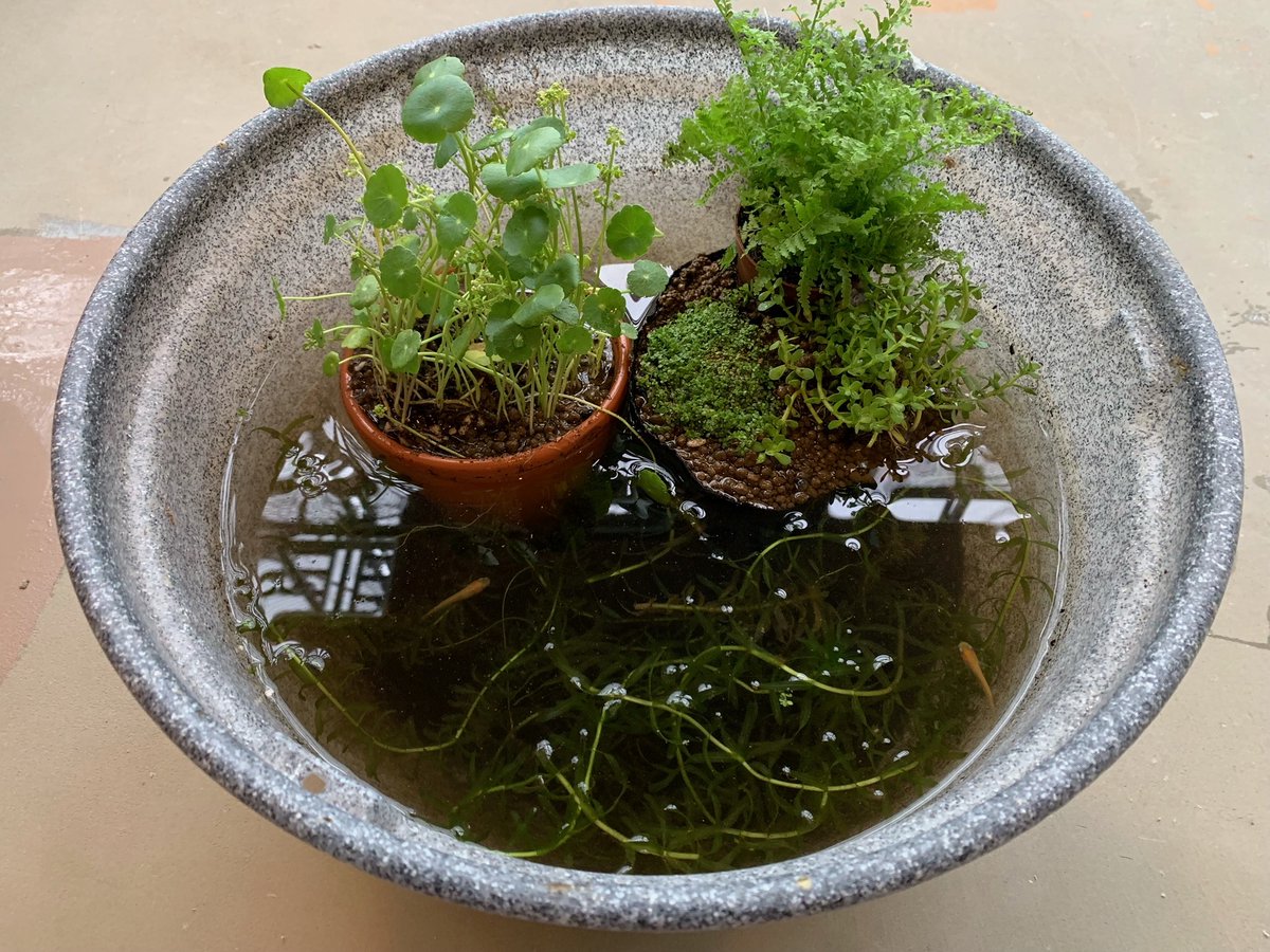 足りないのは”エコトーン”だった！！
以前から作りたかったMy #ビオトープ🌱環境省WEBマガジン『エコジン』の記事を参考に、水を溜めていただけの鉢に植物を入れてみました(写真)。
どんな生き物がやってくるか、観察が日課になりそうです♪一緒に挑戦してみませんか？🐸ケロ
env.go.jp/guide/info/eco…