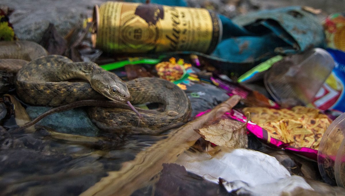 #FromTheArchives India is rapidly losing its #wetlands as seen in this photographic documentation of the many issues plaguing our water bodies. 📷 Achintya Singh — A Checkered Keelback pictured amidst garbage in #Dehradun, #Uttrakhand Learn more: bit.ly/4as01Uu