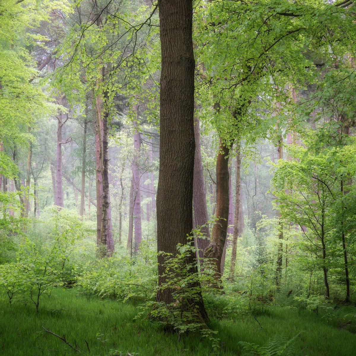 'I think that I shall never see
A poem lovely as a tree.'

Such a beautiful morning in the misty #peakdistrict woods, green and damp and full of birdsong, while this perfect beech tree in his brand new outfit demanded my attention and a portrait. How could I not oblige?!