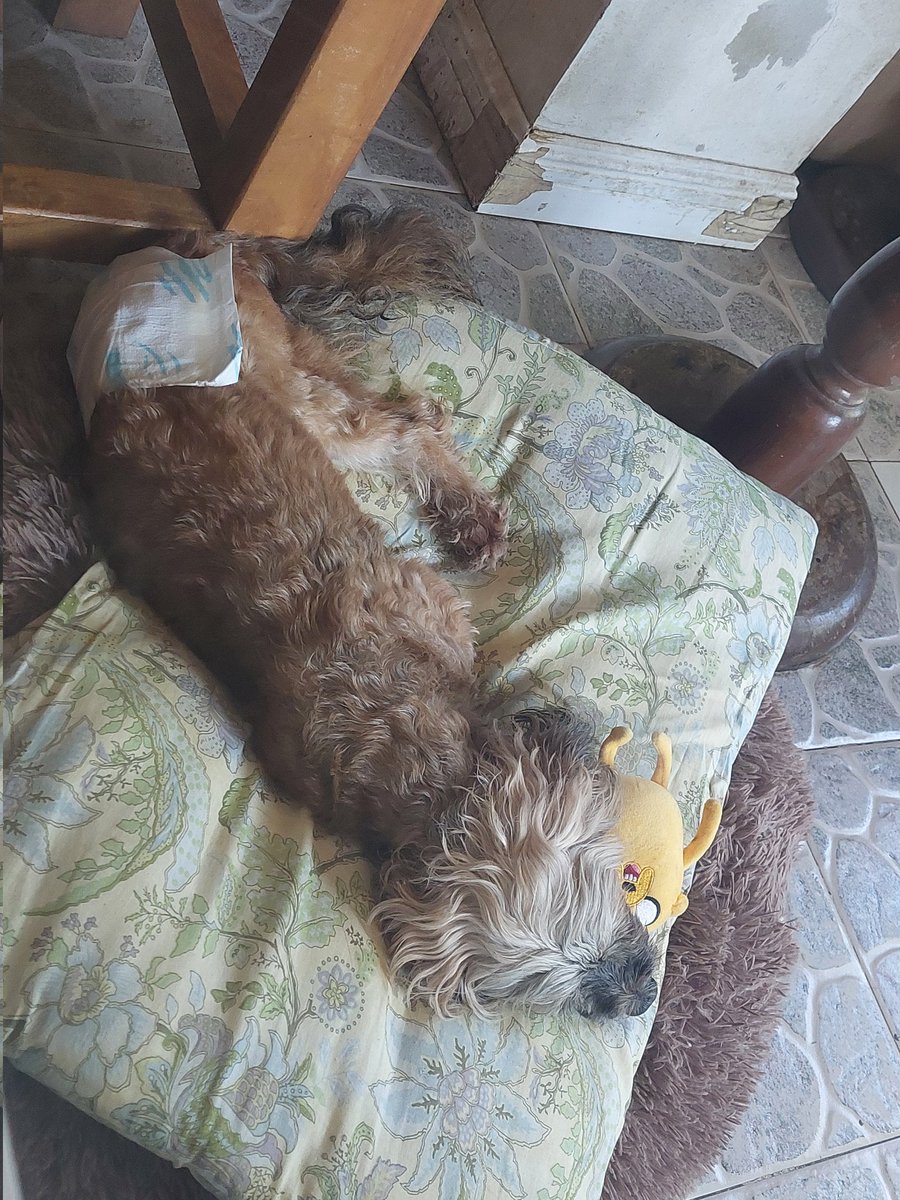 ria_rin11's tweet image. My dog is really weak pls help me!!! I&apos;m open for commissions to SAVE MY DOG SEBASTIAN. 😭😭😭😭😭

#emergencycommissions 
#artisthelp
#doglovers
#petlovers
#artistofX
#help
#PawFury