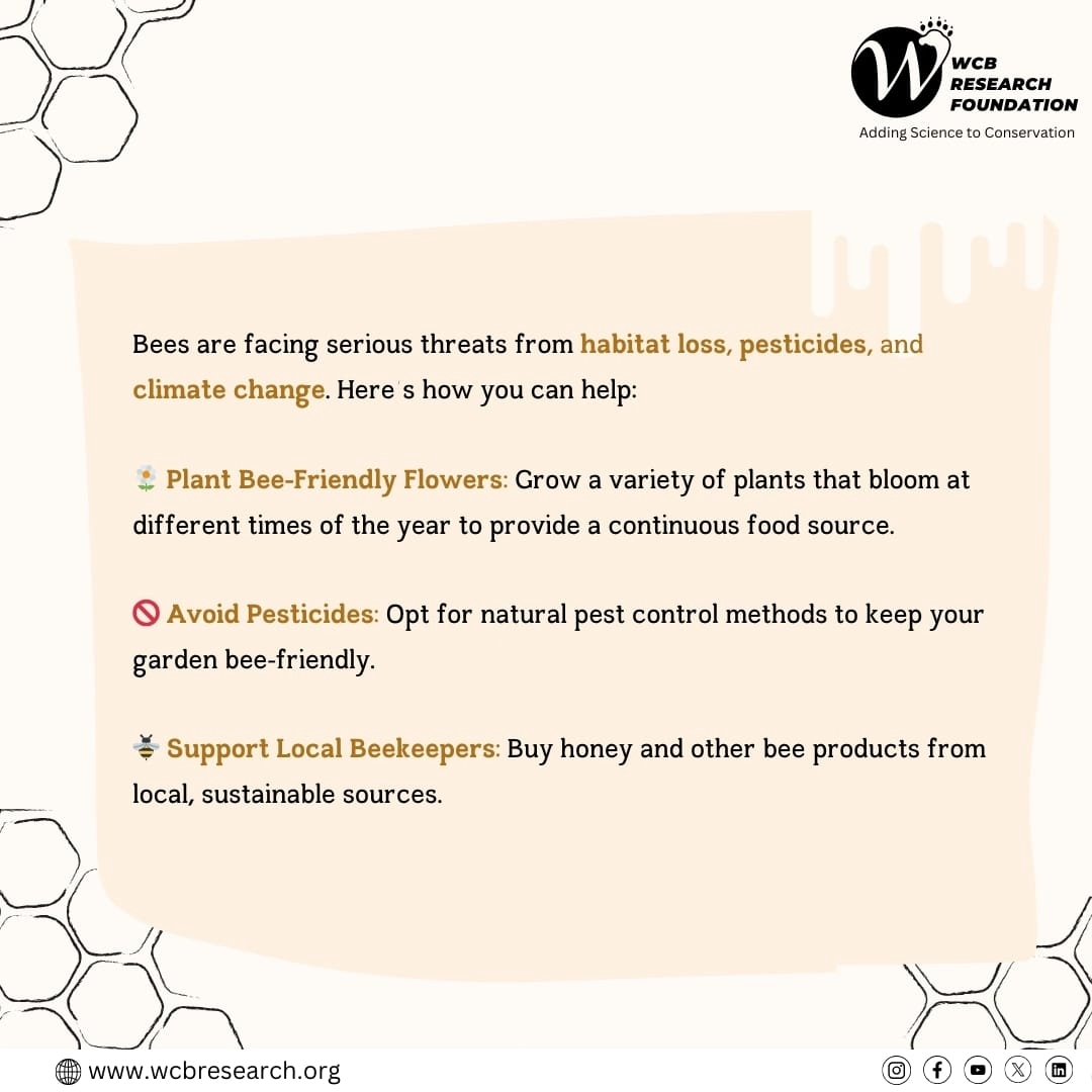 WcbResearch's tweet photo. Celebrating the unsung heroes of our ecosystem this World Bee Day! ππΌ Let's protect and preserve these vital pollinators that keep our planet blooming. #WorldBeeDay #SaveTheBees #PollinatorPower #wcbresearch https://t.co/WwF9vqbr9b