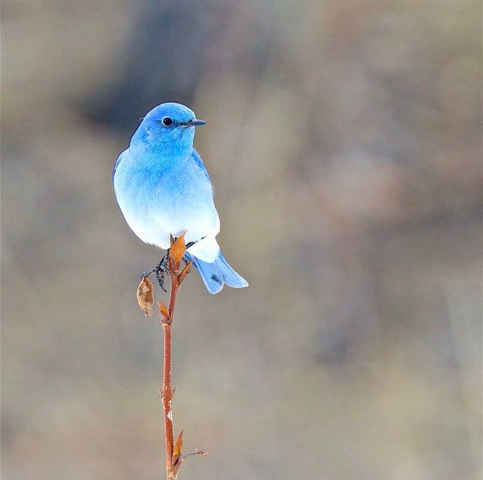 The blue bird of Happiness