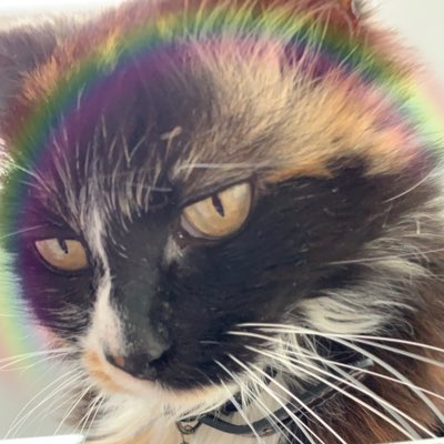 #NewProfilePic RIP my feisty Princess Alley or pesky as Frisky called you. Forever my little girl 💔🐾🌈😭