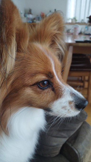 雨で散歩短かったので、体力が有り余ってる犬 