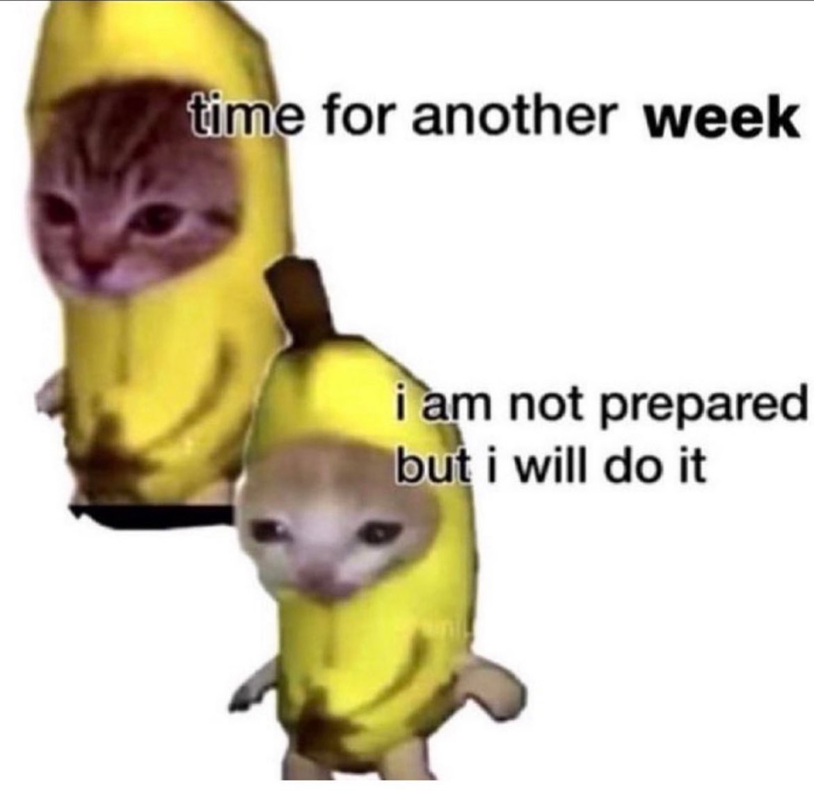 PunchingCat's tweet image. real