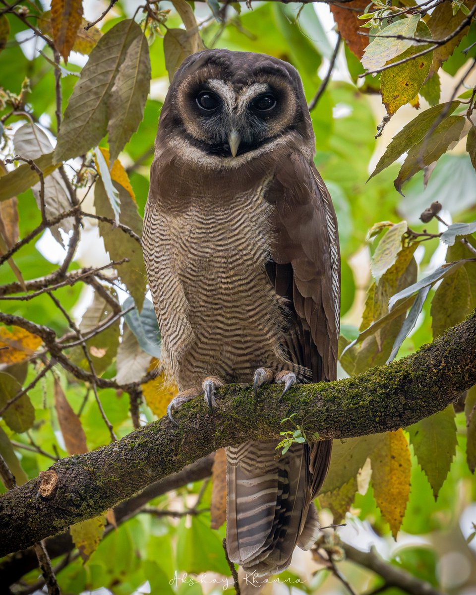 Brown Wood #Owl 

📍Sattal, #Uttarakhand 
   
#Nikon Z8 
Nikkor 180-600mm  

#BBCWildlifePOTD #natgeoindia #ThePhotoHour #lensonwildlife #birdphotography #birdwatching #raptors #birdsofprey #birdsofindia #wildlife #wildlifephotography #nikonz8 #woodowl #owlsofindia