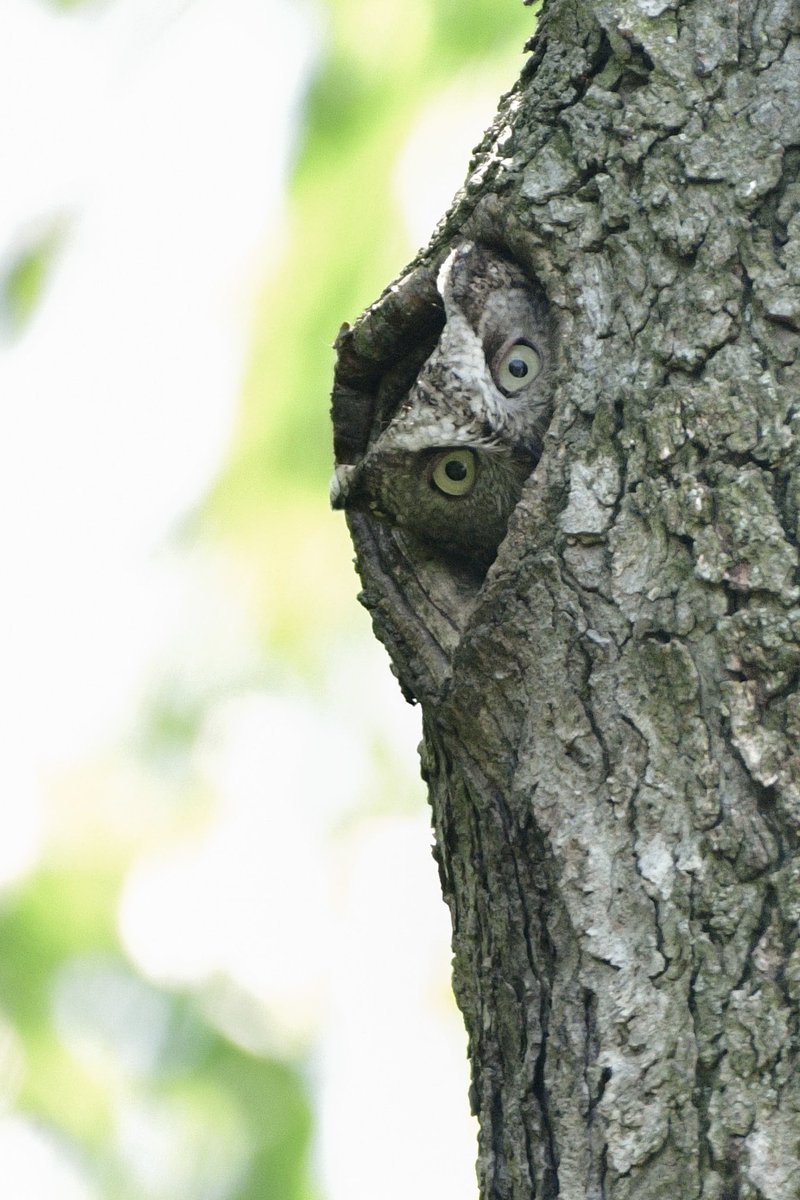 I’ve known there are Eastern Screech Owl eggs in a cavity in our yard thanks to our tree trimmer. There hasn’t been any activity except for an occasional flyout at dusk. Today I was cleaning the patio and found someone watching me. 👀 #Owls #Birds #BirdTwitter #TwitterBirds