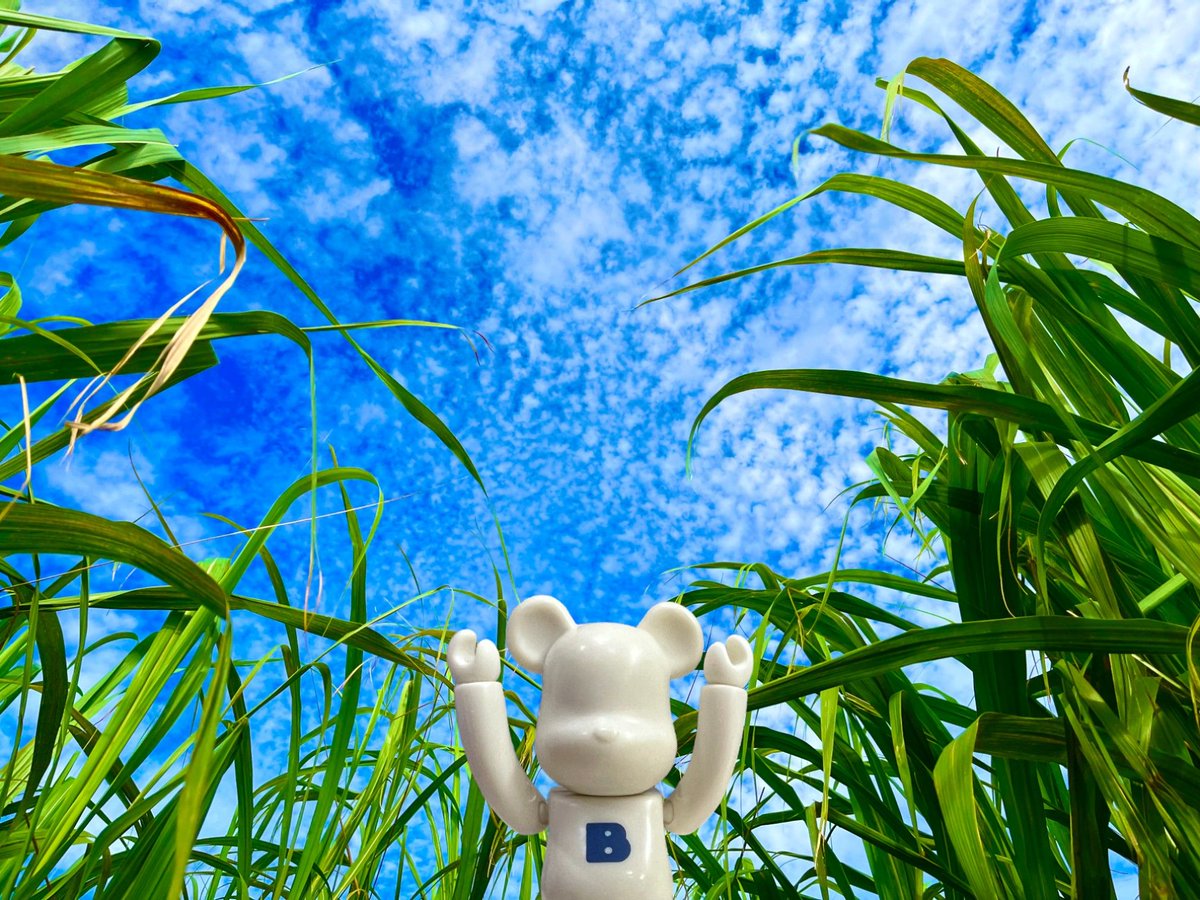 【Today's BE＠RBRICK】 おはようございます♪ 本日は #小満 (しょうまん)です。小満とは二十四節気のひとつで、陽気が良くなり万物がすくすくと成長していく季節とされています🍀✨ #bearbrick #ベアブリック #medicomtoy #メディコムトイ