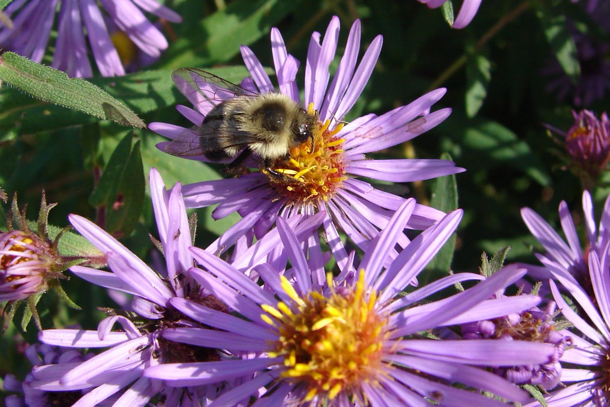 Have a BEE-utiful day! 🌻🐝🌻 #WorldBeeDay