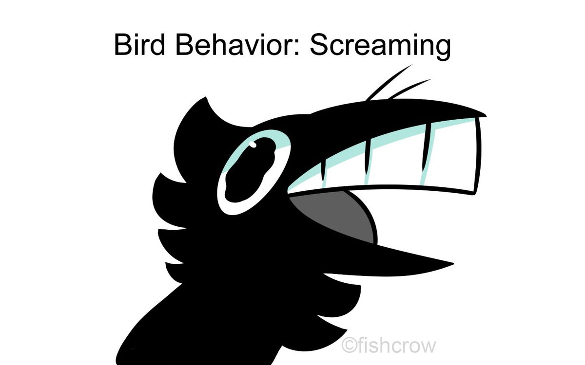 Bird behavior
