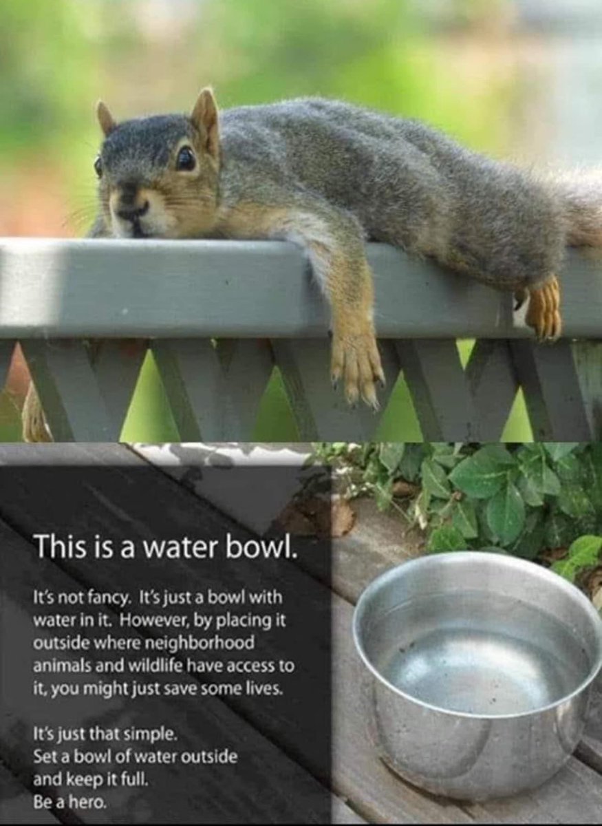 There is a clean filtered water bowl outside the patio doors every day at the house! #AnimalsMatter