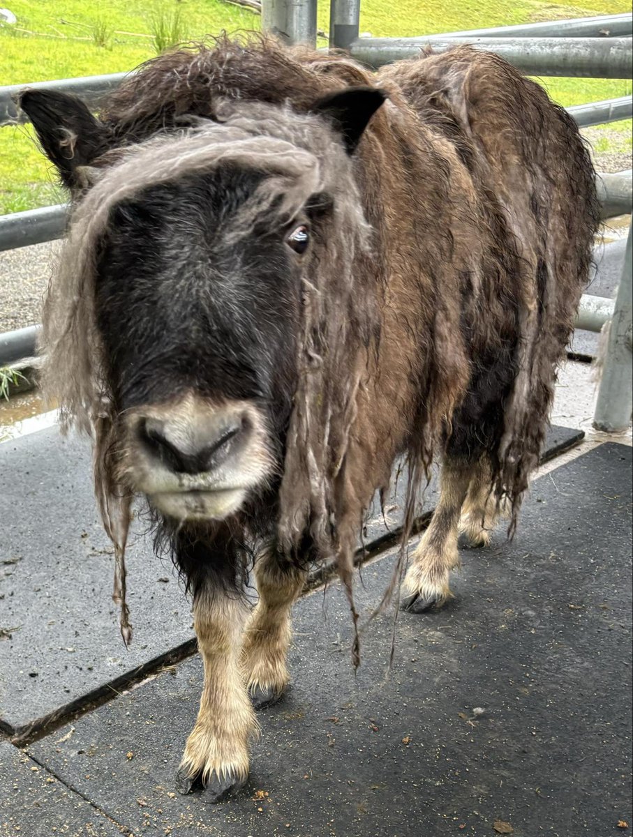 Willow is going through her emo stage. 🖤 At eight months old, the 230-pound young muskox is shedding her qiviut, the soft underwool. Qiviut is warmer than sheep’s wool and softer than cashmere. Muskoxen shed their qiviut in spring, and we leave it for the birds to use.