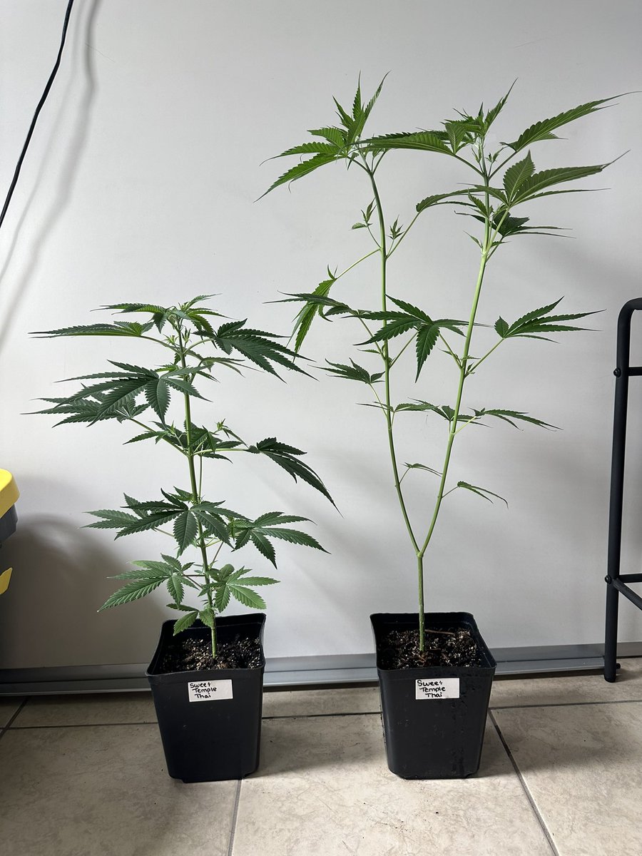 leafmoldlap's tweet photo. Sweet Temple Thai

Mango Squirrel Tail x Buddaha Thai Massive https://t.co/ohkyZ7Lboj