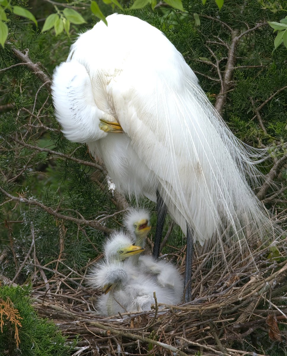 Feed Us, Mama! Days-old baby great egrets in Ocean City #NJ today. #Birds #Nature #Birdphotography #Naturephotography #Twitternaturecommunity #Spring #Babyanimals