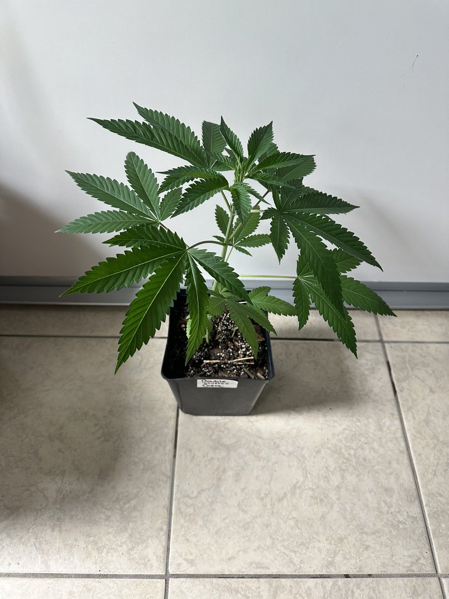leafmoldlap's tweet photo. Double Stuffed Oreoz (White Truffle  x Oreoz)

Genetics: Rhizo Rich w/ @GrowcastPodcast https://t.co/B548YsB20H
