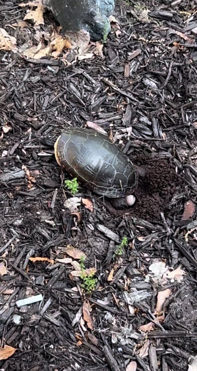 Turtles love to put eggs in mulch…I fully support this as it’s an excuse to do nothing to the landscaping for awhile