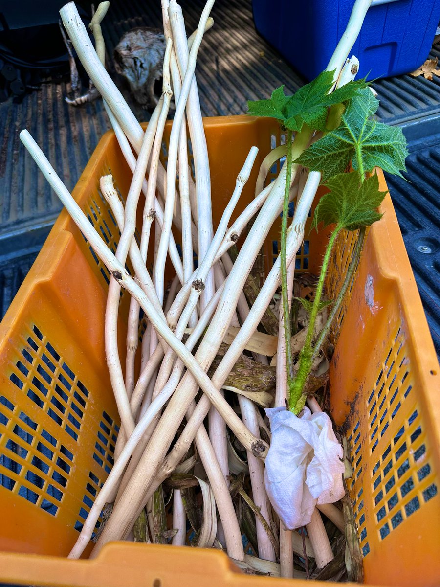 Devil’s club harvesting today. Grateful to our friends who share their homelands with us. #plantmedicine #nativesinstem