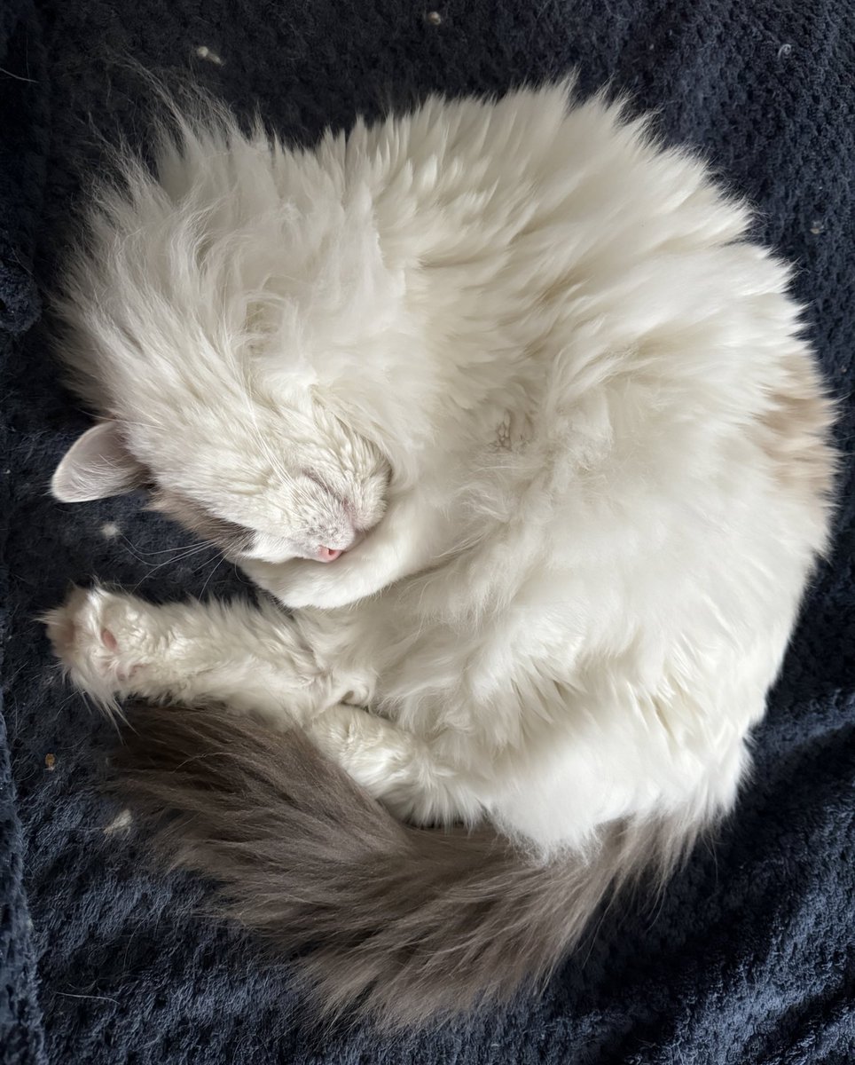 Magnus is asleep #catsoftwitter #ragdollcats