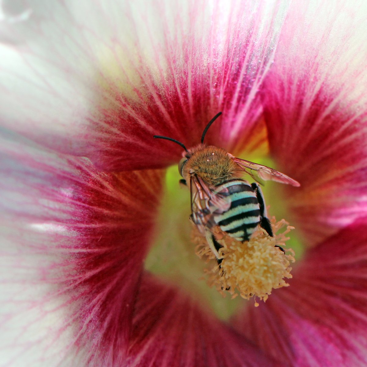 Happy World Bee Day! 🐝
Australia is home to around 2,000 species of native bee - such as this blue-banded bee.
#WorldBeeDay