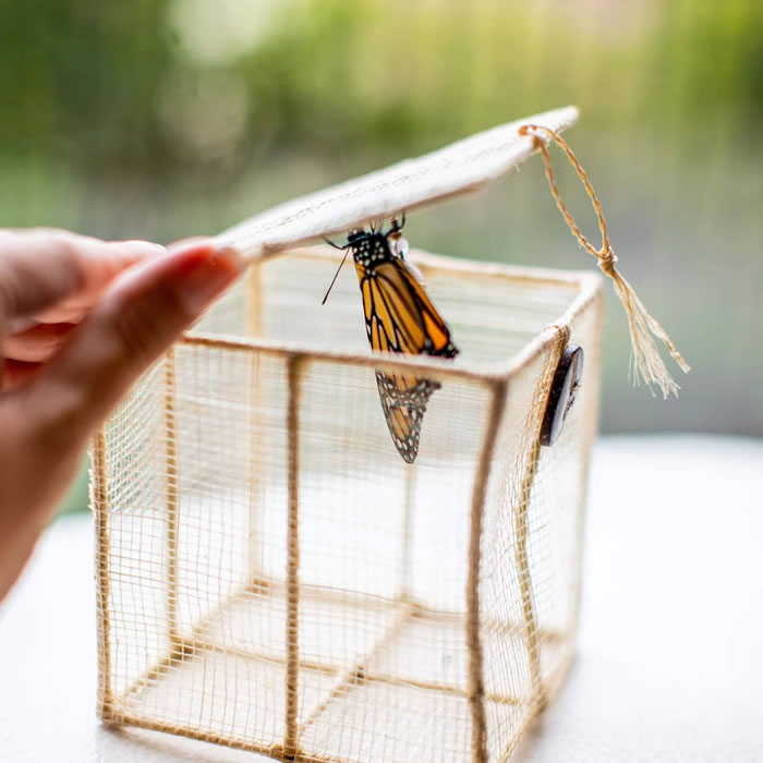 WeddingWA's tweet photo. Releasing butterflies at weddings is a gorgeous way to unveil the magic and say “I love you”. Butterfly Adventures provides healthy, hand-raised butterflies for release.
https://t.co/BftMZDReTM
#perthwedding #weddingwa #perthweddinginspo
#perthweddingsuppliers https://t.co/BuiLpyT3RK