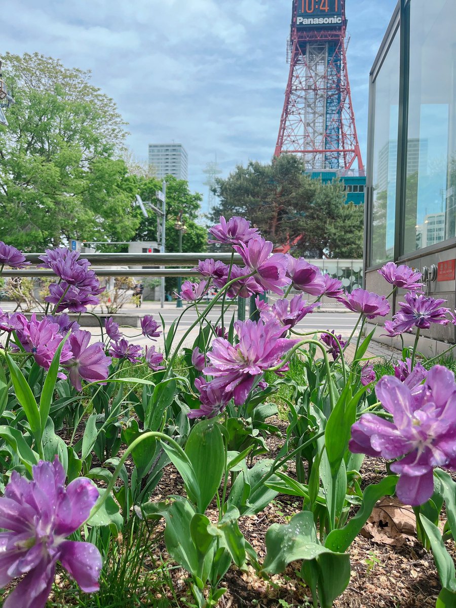 大通公園に素敵な花が咲いてました✨ 札幌もいい時期だなぁ。 #札幌