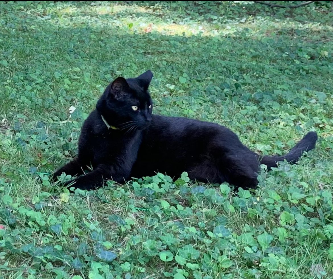 WILMINGTON, DELAWARE. Our cat,Jake, hasn’t been home for 2 days. He lost his collar, but is very friendly,chatty, and visits his favorite neighbors. He is microchipped and has a clipped ear. If you see him, please message me.