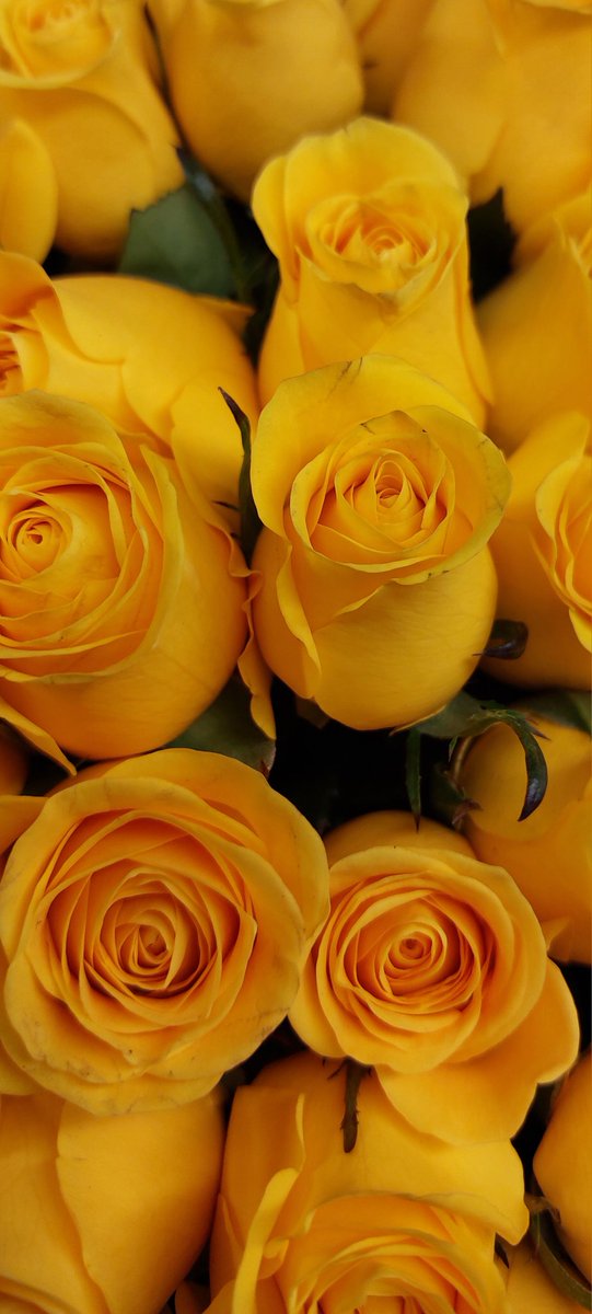 Let’s see those yellow captures for #SundayYellow! 💛

Mine.. 👇🏼

#Roses #Yellow #Flowers #Bunch #Boquet #Shopping #Photography #FlowerPhotography #FlowersofTwitter #FlowersofX #NoFilter #NoEdit #MobilePhotography
