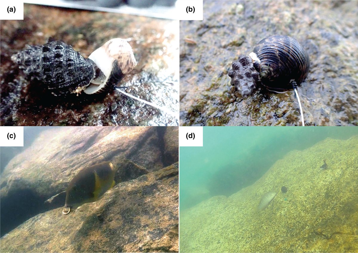 Experimental Marine Ecology Laboratory (@emel_nus) on Twitter photo 📢 New paper led by <a href="/HannahHJYEO/">Hannah Yeo</a> in <a href="/WileyEcolEvol/">Wiley Ecology & Evolution</a> who developed her own tethering technique to identify high predation potential of Nerita undata on tropical artificial shorelines. Excellent work Hannah! 🐌✨
doi.org/10.1002/ece3.1… 📢 New paper led by <a href="/HannahHJYEO/">Hannah Yeo</a> in <a href="/WileyEcolEvol/">Wiley Ecology & Evolution</a> who developed her own tethering technique to identify high predation potential of Nerita undata on tropical artificial shorelines. Excellent work Hannah! 🐌✨
doi.org/10.1002/ece3.1…
