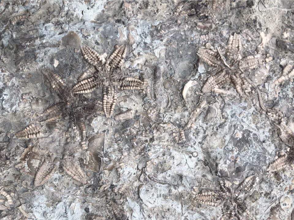 Fossil starfish, Orillia area, Ontario