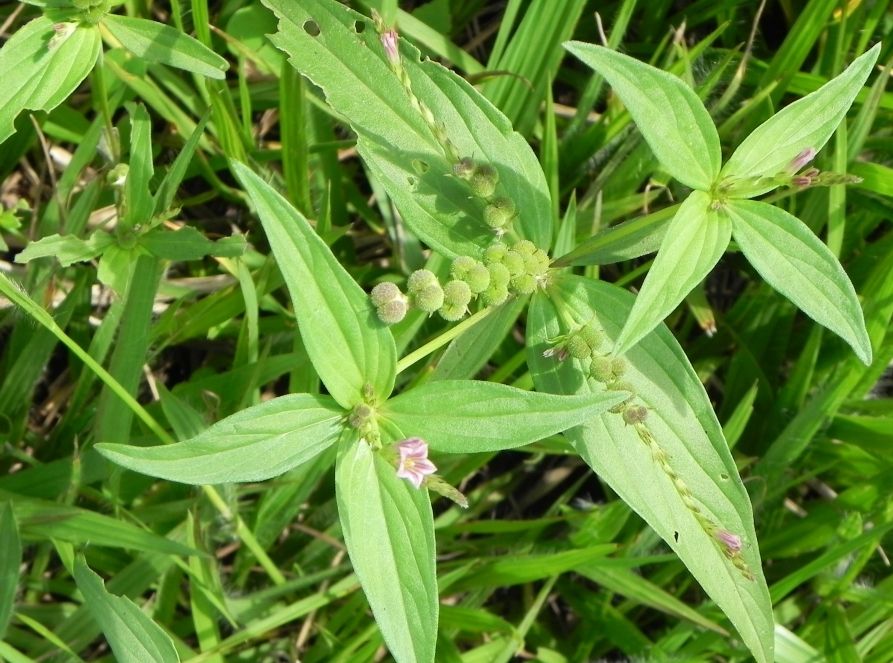HomeopathyPlus's tweet photo. Remedy: Spigelia anthelmia.
Spigelia pains are stitching, sharp, and piercing in nature and sometimes described as 'hot needles'. Symptoms worsen with motion, touch, jarring, smoke, and during the daytime.
https://t.co/4diRThsT1f
#spigelia #sharppain https://t.co/eOzF29ILHl