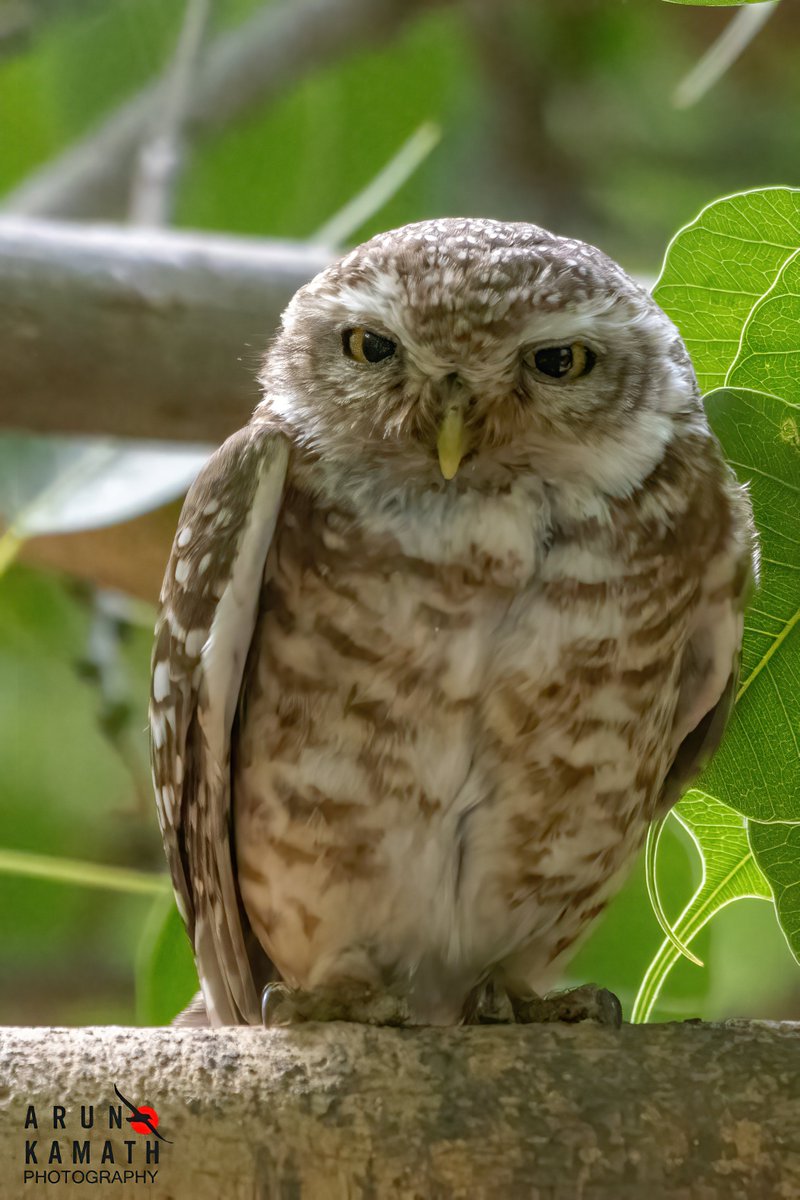 Reached Alappuzha (Alleppey) last night and torrential rains here from early morning 4am. Amazing weather compared to Gurgaon 47.5c. Wishing all an #owlsome Monday with a Spotted owlet.. #indiaves #TwitterNatureCommunity #BirdsOfTwitter #thephotohour