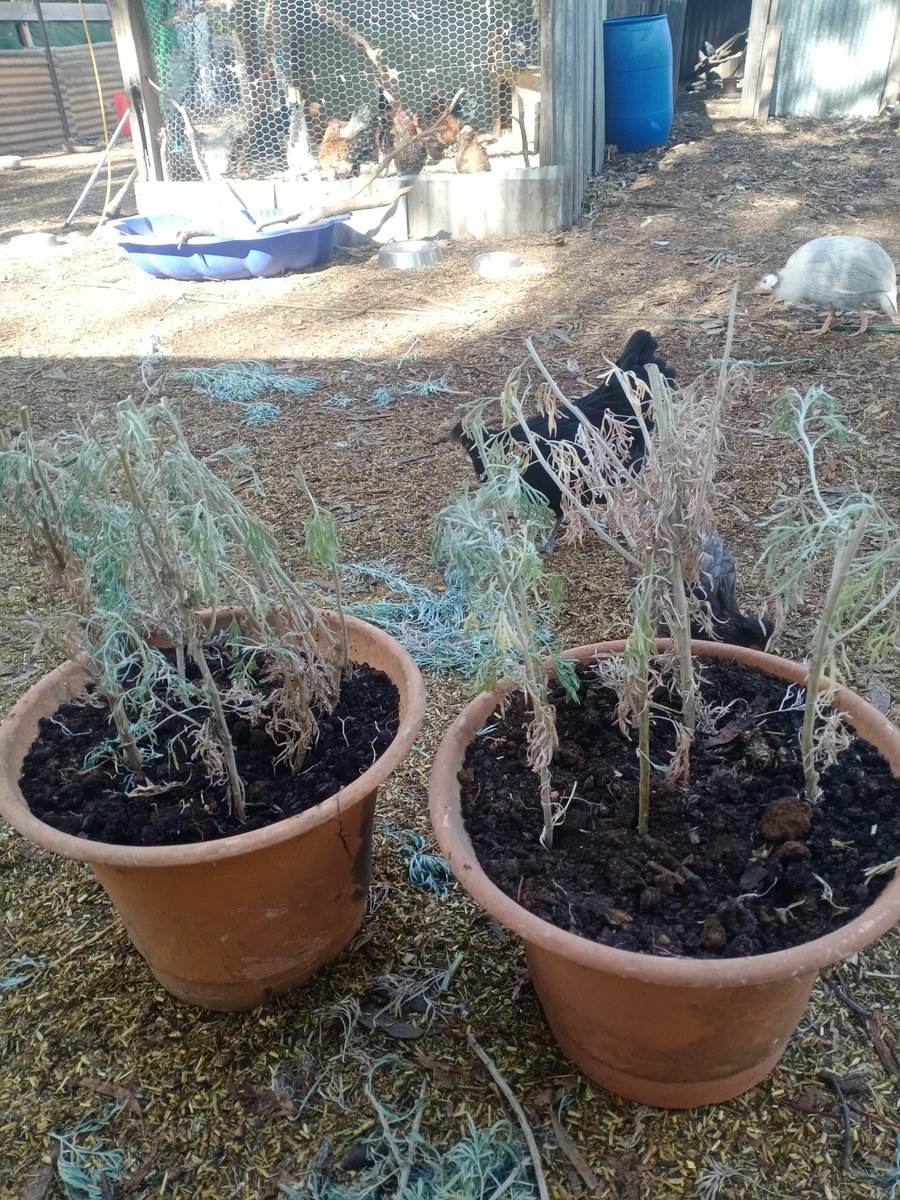 Wormwood cuttings using honey as a natural stimulant for growth to help with xylem and phloem 🙂
I am an environmental scientist and ecologist after all, which is why I understand basic biology 🤗