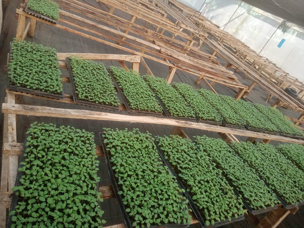 #Kenya #potato apical cuttings  #seedbusiness. Paul from the Mt Kenya slopes has a nursery for cuttings, selling 10,000 a week to his local seed producers and farmers and as far away as 500km away. Absolutely brilliant! <a href="/PVanderZaag/">Peter VanderZaag</a>
