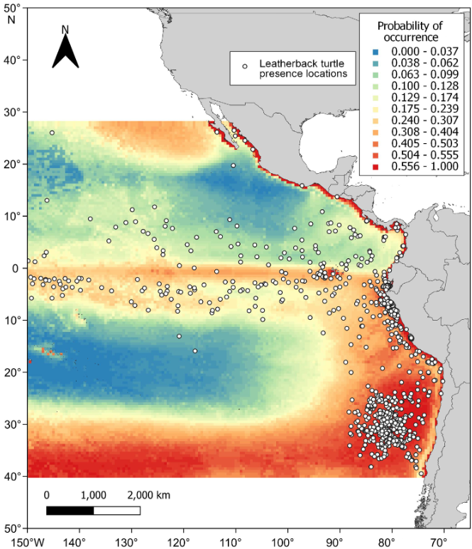 #leatherback #seaturtles #bycatch Using modelling to evaluate efficacy of mitigation techniques & inform development of #IATTC management measures - Griffiths et al (2024) bmis-bycatch.org/references/7tc…